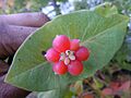 Lonicera-ciliosa--fruits