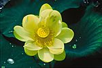 Lotus flower nelumbo nucifera.jpg