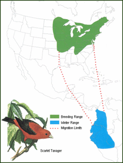 Área de distribución y ruta migratoria de Piranga olivacea.