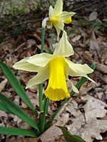 Narcissus pseudonarcissus1.jpg
