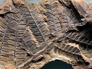 Archivo:Neuropteris flexuosa fossil plant (Mazon Creek Lagerstatte, Francis Creek Shale, Middle Pennsylvanian; coal mine dump pile near Essex, northern Illinois, USA) (14910119354)