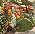 Opuntia stenopetala 01