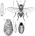 Ox Warble-fly