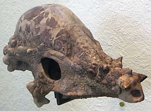 Archivo:Pachycephalosaur Skull (AMNH 1696)