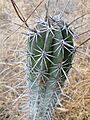 Pachycereus weberi (5742361138)