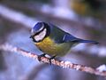 Parus caeruleus (Lukasz Lukasik)