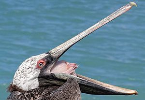 Archivo:Pelican-Gaping-Aruba