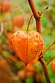 Peruvian-gooseberry-13581703809uy