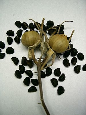 Archivo:Pharbitis nil seed