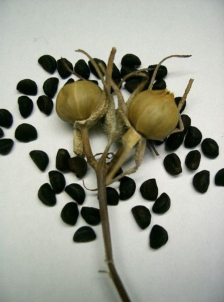 Pharbitis nil seed