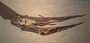 Archivo:Pteranodon sp AMNH 7515