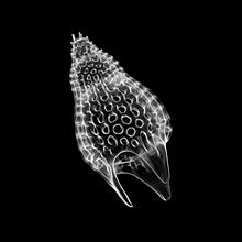 Archivo:Radiolarian - Podocyrtis (Lampterium) mitra Ehrenberg - 160x