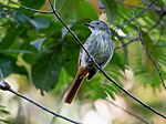 Archivo:Ramphotrigon ruficauda - Rufous-tailed Flatbill; Xapuri, Acre, Brazil