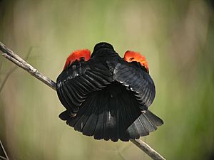 Archivo:Red-winged Blackbird (gubernator ssp)