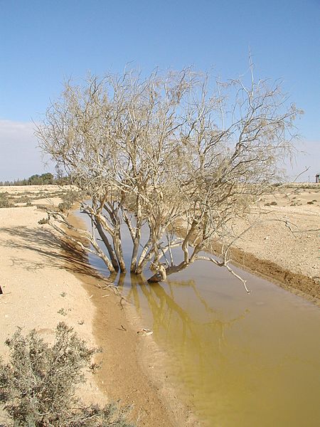 Retama raetam1