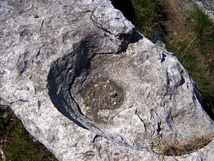 Archivo:Roca caliza-limestone rock