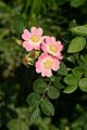 Rosa eglanteria img 3218
