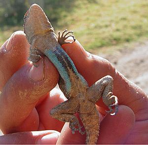 Archivo:S. grammicus ventral