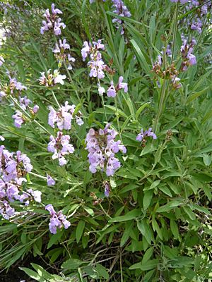 Archivo:Salvia lavandulifolia