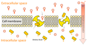 Archivo:Scheme secundary active transport-en
