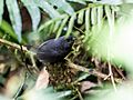 Scytalopus parvirostris - Trilling Tapaculo