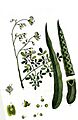 Semillas de moringa