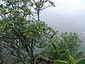 Sideroxylon canariense