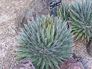 Archivo:Specimen of Agave filifera at the Huntington Desert Garden