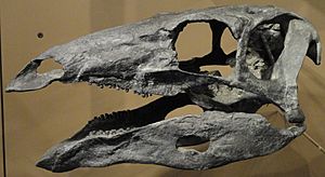 Archivo:Stegosaurus stenops skull cast - Natural History Museum of Utah - DSC07228