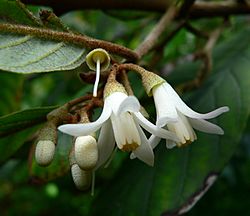 Styrax argenteus 3.jpg