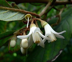 Archivo:Styrax argenteus 3