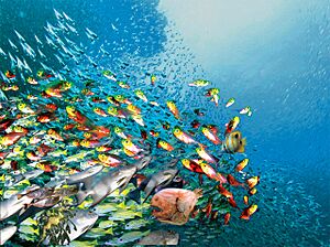 Archivo:Swirling fish schools
