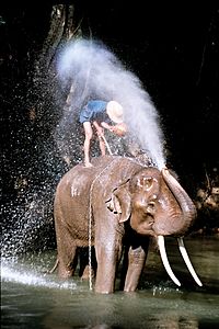 Archivo:Thailand, elephant