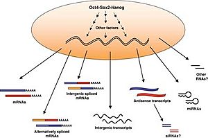 Archivo:The transcriptome of pluripotent cells.