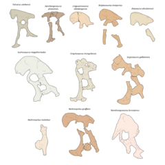 Archivo:Therizinosauria pelvic girdle diversity