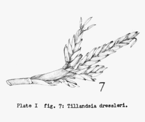 Archivo:Tillandsia dressleri 01