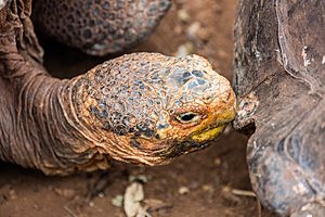 Archivo:Tortuga gigante de San Cristóbal (Chelonoidis chathamensis), isla Santa Cruz, islas Galápagos, Ecuador, 2015-07-26, DD 07