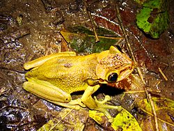 Trachycephalus jordani Ecuador.jpg