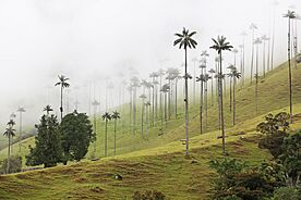 Valle de Cocora, Colombia 03.jpg