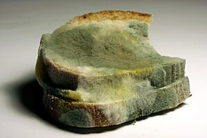 Archivo:Verschimmeltes Brot 2008-12-07