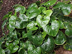 Viola jaubertiana kz01.jpg