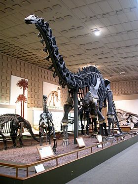 Yale brontosaurus.jpg