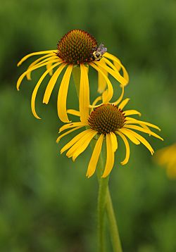 Yellow Coneflower Echinacea paradoxa Twisted Pair Bee 2000px.jpg