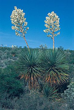 Yucca thompsoniana fh 0393 MEX B