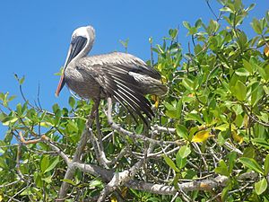 Archivo:(Pelecanus occidentalis) Tortuga Bay on the Island of Santa Cruz, Galápagos