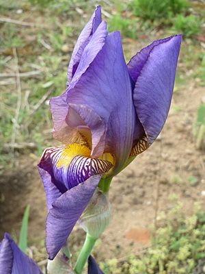 Archivo:20140427Iris versicolor3