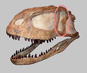 Archivo:Abelisaurus comahuensis- eye socket circled