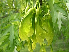 Archivo:Acer saccharinum samaras Churchill Woods Glen Ellyn Illinois