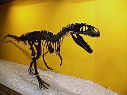 Archivo:Al·losaure (Allosaurus fragilis), Museu de Ciències Naturals de València