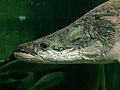 Arapaima Zaragoza V